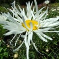 Leucanthemum x superbum Phyllis Smith